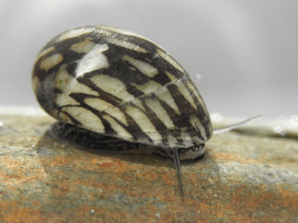 Theodoxus (theodoxus fluviatilis) - acvariu acasă