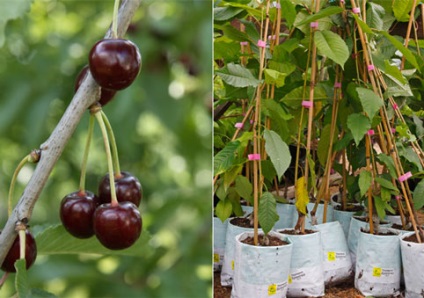 Sere noi tehnologii în speciile de pin de plante, avantajele pepinieră, fotografii, video