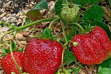 Sere noi tehnologii în speciile de pin de plante, avantajele pepinieră, fotografii, video