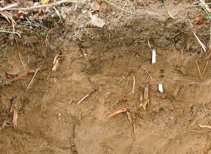Teste de determinare a calității solului, modul de ajustare a acestuia