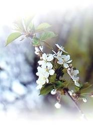 Tipuri de muguri de flori de cireșe