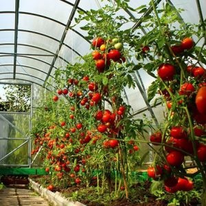 Tomate - cele mai bune soiuri și hibrizi pentru sere, tărâmul țării