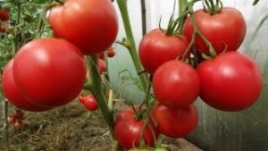 Tomate - descrierea și caracteristicile varietății de zahăr, îngrijirea tomatelor și a fotografiilor