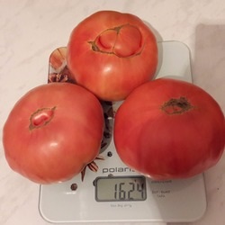 Tomat de zahăr pudovich отзывы, фото, урожайность
