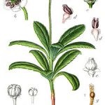 Descrierea umbrelei de iarbă zimolyubka, proprietăți medicinale, aplicare în ginecologie, contraindicații