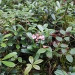 Grass chimaphila описание umbellata терапевтични свойства, приложения в гинекологията, противопоказания