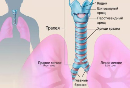 Gyermekek tracheitise, tünetei és kezelése, a betegség pszichológiai okai, akut, népi gyógymódok,