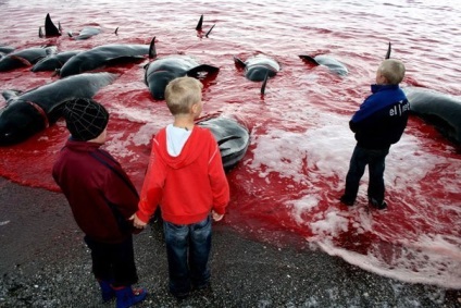 Crima delfinilor din Insulele Feroe - o mișcare socială - salvarea delfinilor