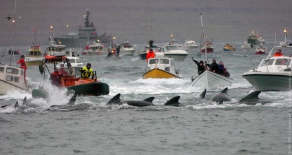 Crima delfinilor din Insulele Feroe - o mișcare socială - salvarea delfinilor