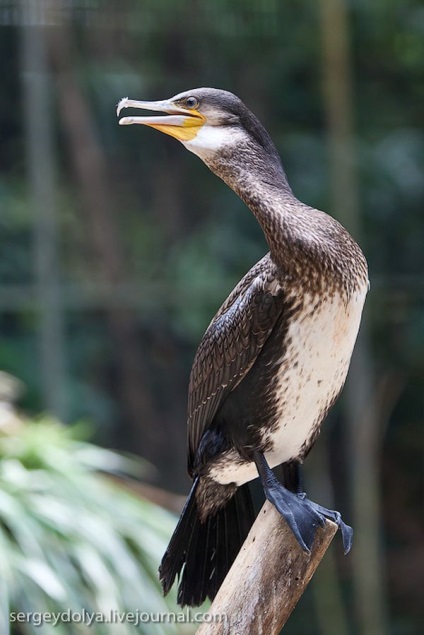 Grădina zoologică unică din Singapore