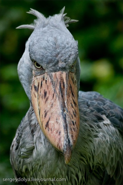 Grădina zoologică unică din Singapore