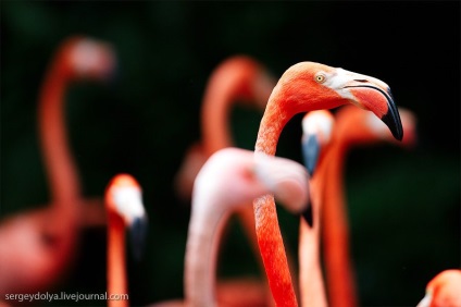 Grădina zoologică unică din Singapore