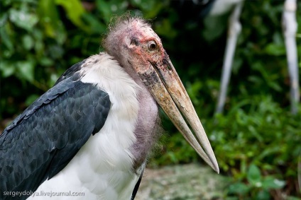 Grădina zoologică unică din Singapore