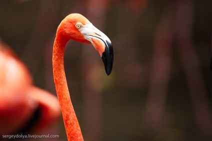 Grădina zoologică unică din Singapore