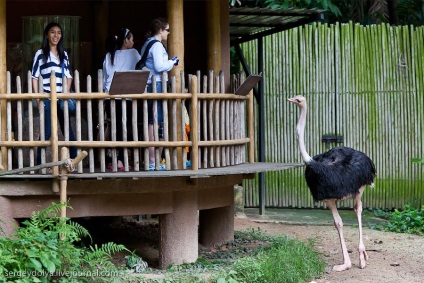 Grădina zoologică unică din Singapore