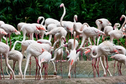 Grădina zoologică unică din Singapore