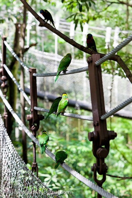 Grădina zoologică unică din Singapore