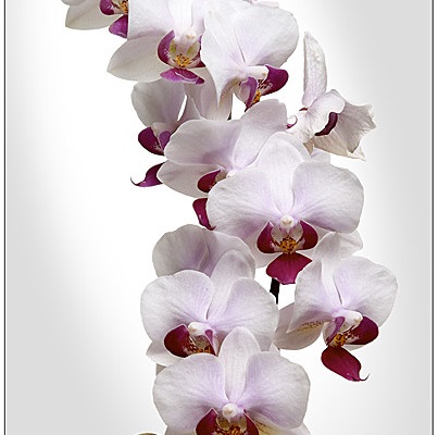 Îngrijirea la domiciliu pentru vanda orhidee