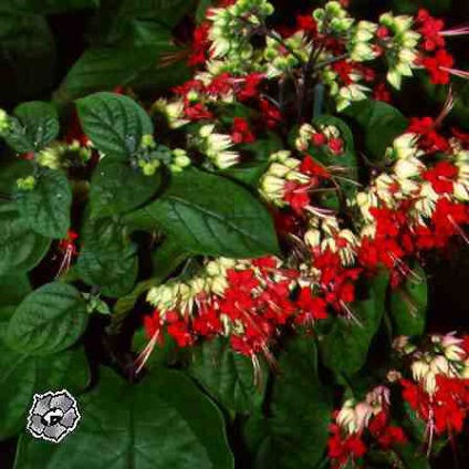 Clerodendrum de îngrijire, de flori-consultanță