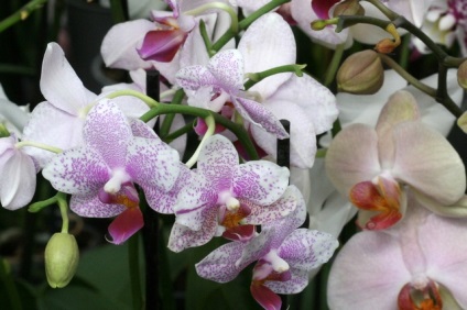 Îngrijirea orhideei phalaenopsis acasă
