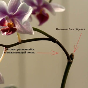 Îngrijirea orhideei phalaenopsis acasă