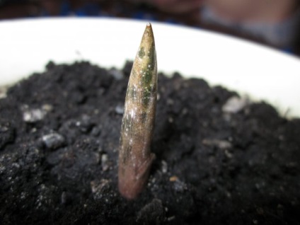 Îngrijirea plantelor amorphophallus, creșterea, reproducerea și fotografii ale plantelor amorphofallus