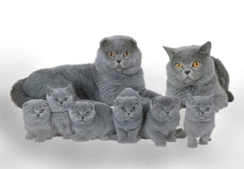 Îngrijiți pisoii Scottish Fold, cum să vă îngrijiți