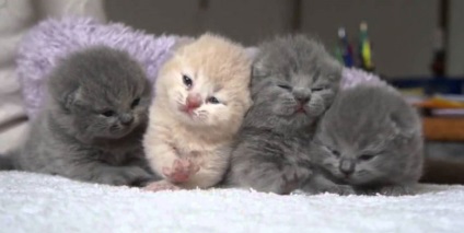 A Scottish Fold kiscicák gondozása, hogyan kell törődni