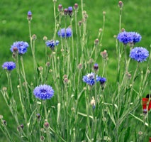 Cornflower termesztés és gondozás