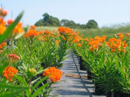 Plantarea de apă și îngrijirea pe teren deschis, soiuri de fotografie, reproducere, cultivare și combinare în