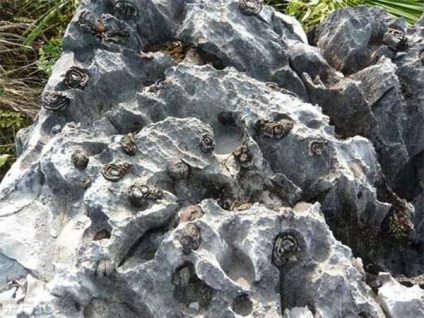 Vedamost pietre vii - forme minerale de viață
