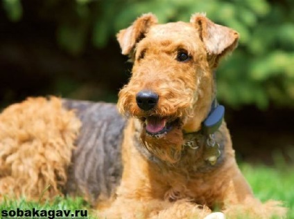 Walesi terrier kutya