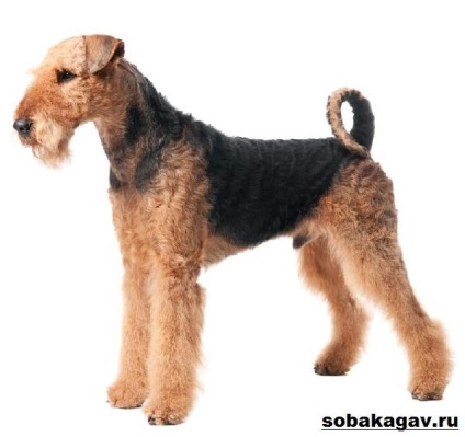 Welsh dog terrier