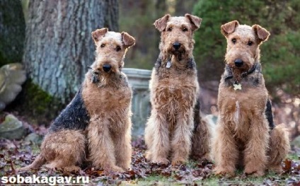 Welsh dog terrier