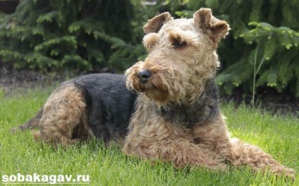 Walesi terrier kutya