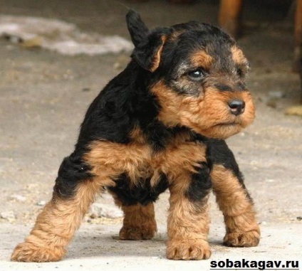 Welsh dog terrier