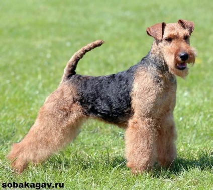 Welsh dog terrier