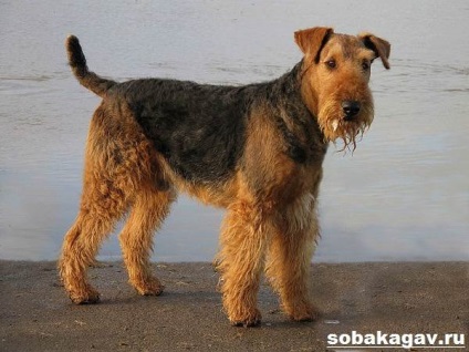 Welsh dog terrier