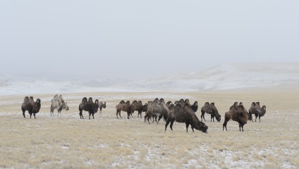 Camile în permafrost De ce Altai 