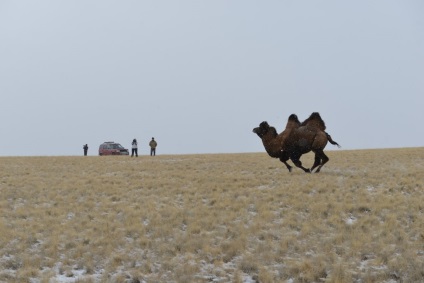 Tevék permafrost Miért Altai 