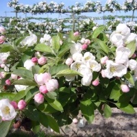 Pulverizarea de primăvară a pomilor fructiferi