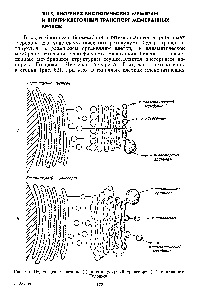 Transportul vezicular - ghidul chimistului 21