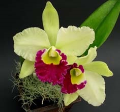 Tipuri de orhidee (descriere fotografie)