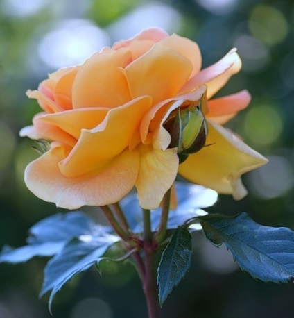 Tipuri de trandafiri cu fotografie și descriere
