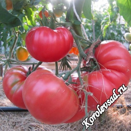 Cultivarea soiurilor mari de roșii, cele mai bune soiuri și tehnologie agricolă -