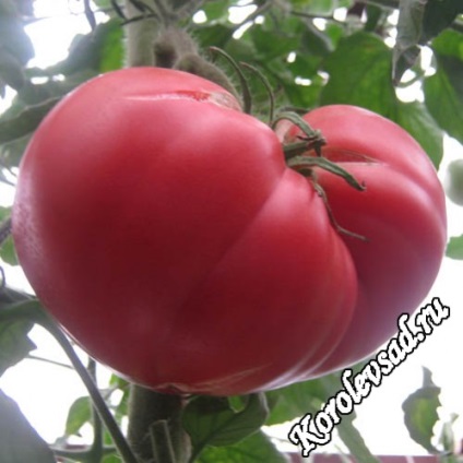 A nagy gyümölcsű paradicsomfajta termesztése a legjobb fajták és a mezőgazdasági technológia -