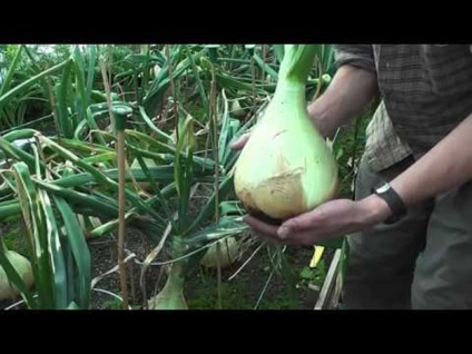 A hagymák termesztése a kínai ültetés és gondozás finomságában