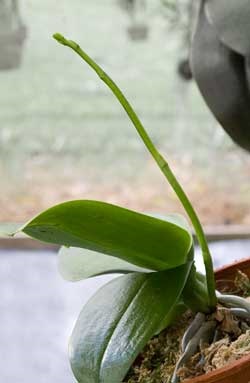 Cultivarea orhideelor ​​în casă - pregătire pentru iarnă, orhidee