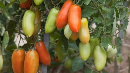 Cultivarea tomatelor