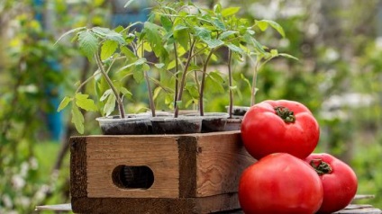 Cultivarea tomatelor